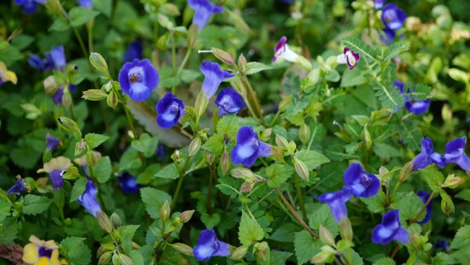 Get It Growing: Wishbone flower fills shade gardens with color